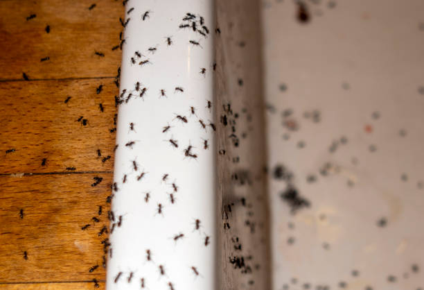 Best Commercial Pest Control Services  in Lynn Haven, FL